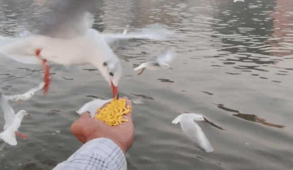 Kashi/varanasi/banaras screenshot 2025 08 15 at 4.58.19 pm